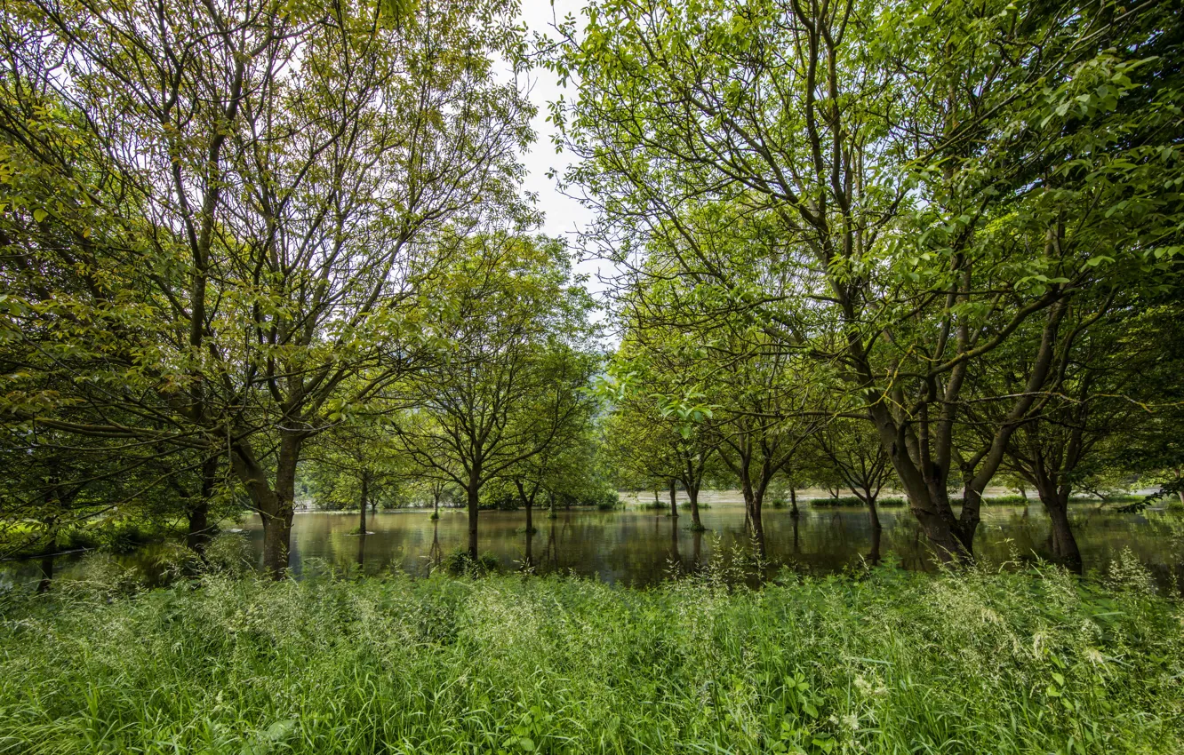 Photo wallpaper forest, grass, trees, river, Germany, Mosel