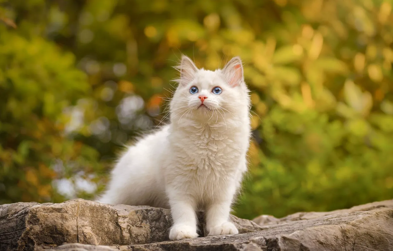 Photo wallpaper autumn, cat, white, nature, stones, foliage, kitty, blue eyes