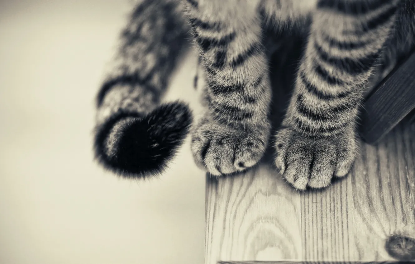 Photo wallpaper table, black and white, paws, Cat