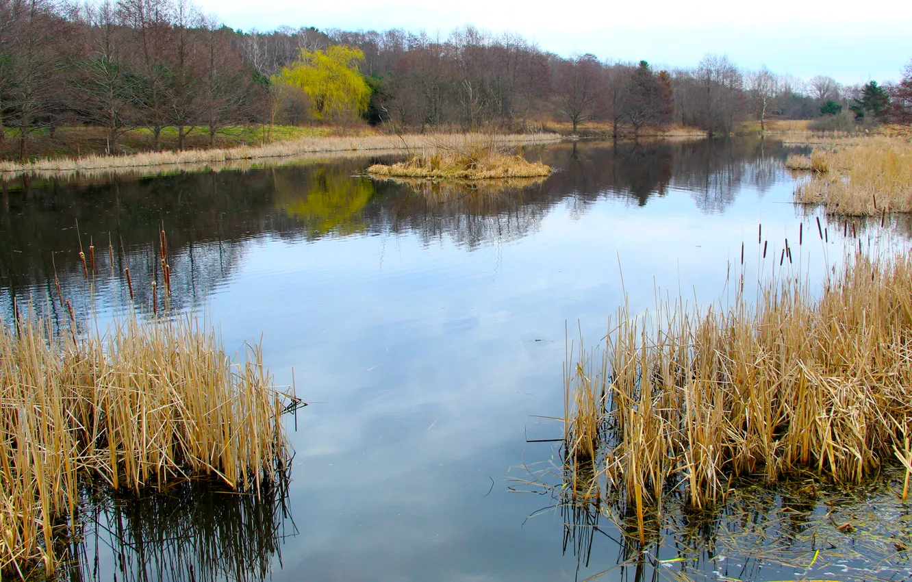 Photo wallpaper water, park, lake, pond