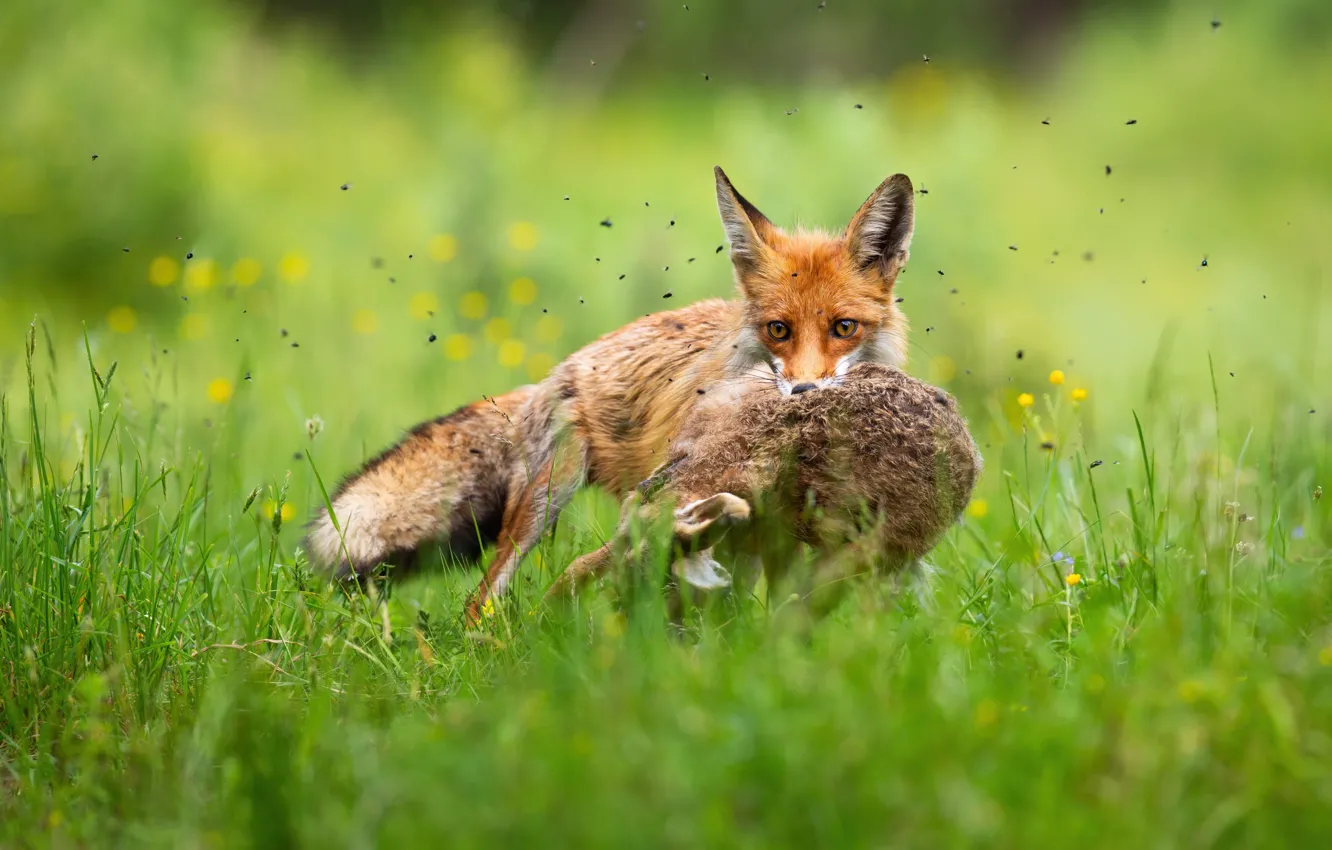 Photo wallpaper grass, nature, hare, Fox, hunter, mining