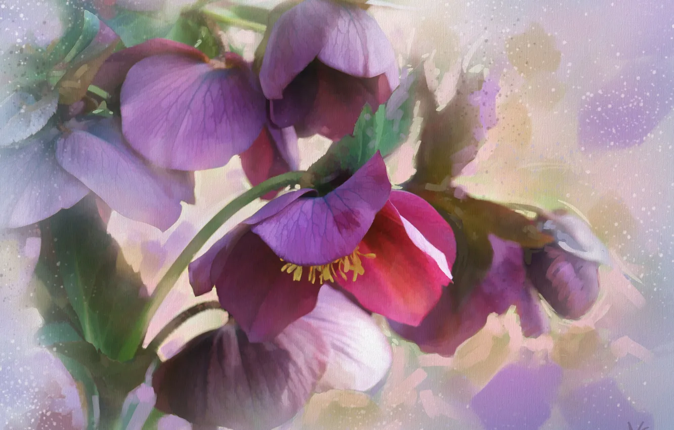 Photo wallpaper flowers, hellebore, Helleborus