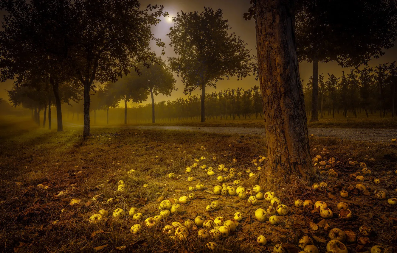 Photo wallpaper road, night, apples