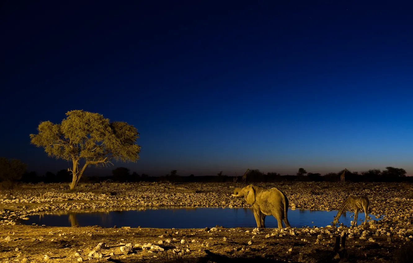 Photo wallpaper night, elephant, giraffe, drink