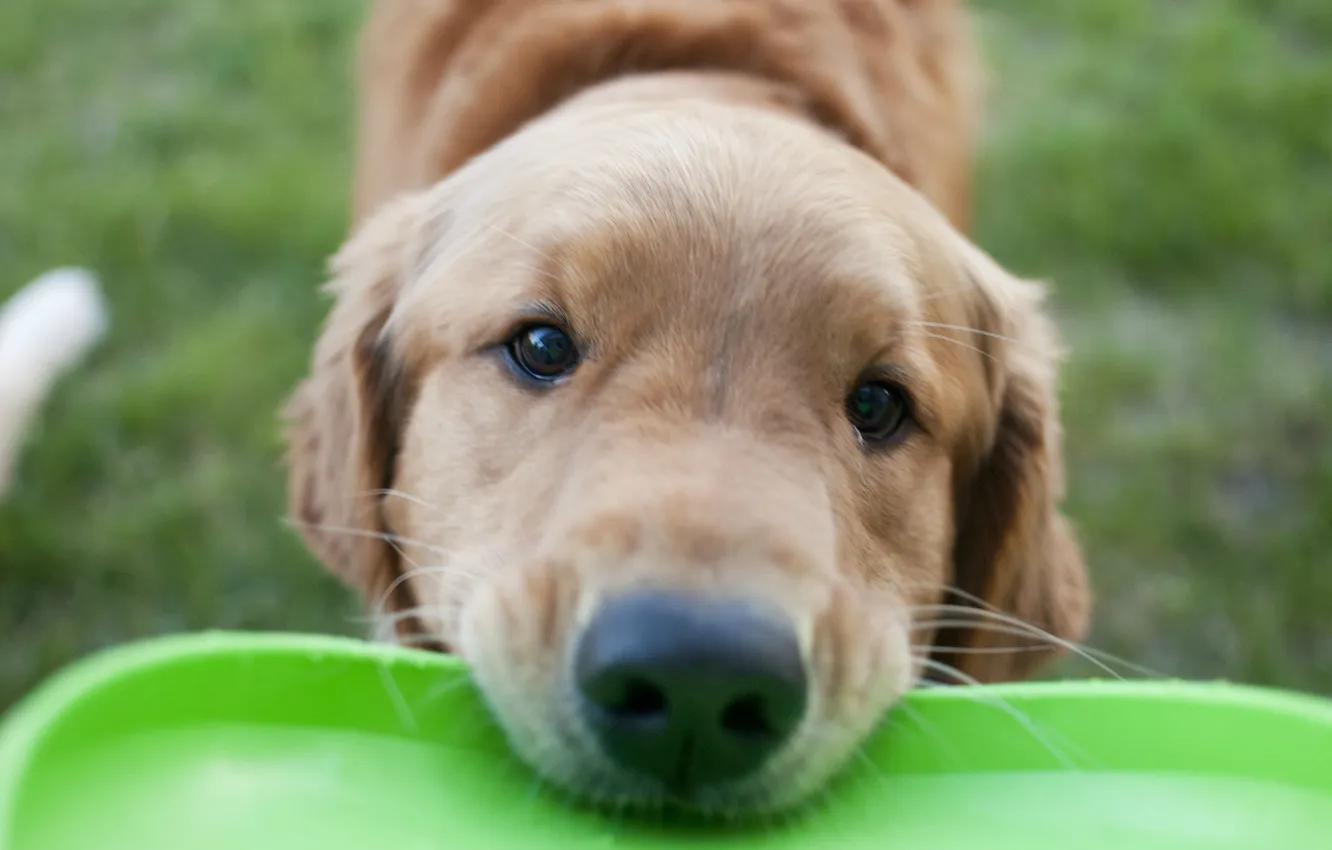Photo wallpaper face, dog, nose, dog, a true friend