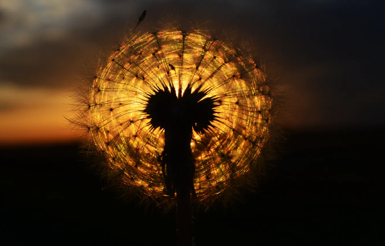 Photo wallpaper the sun, sunset, dandelion