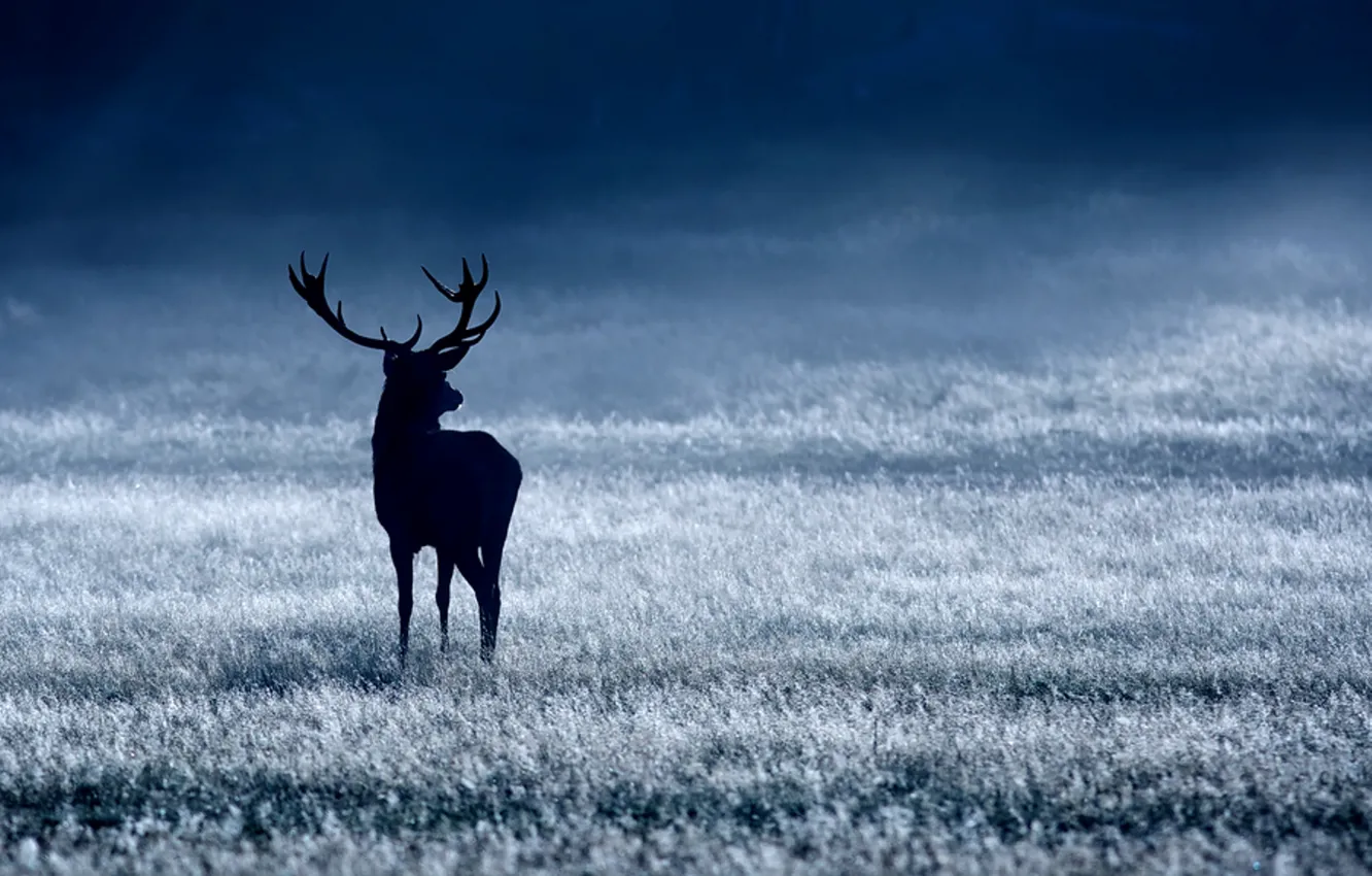 Photo wallpaper white, blue, deer, noble