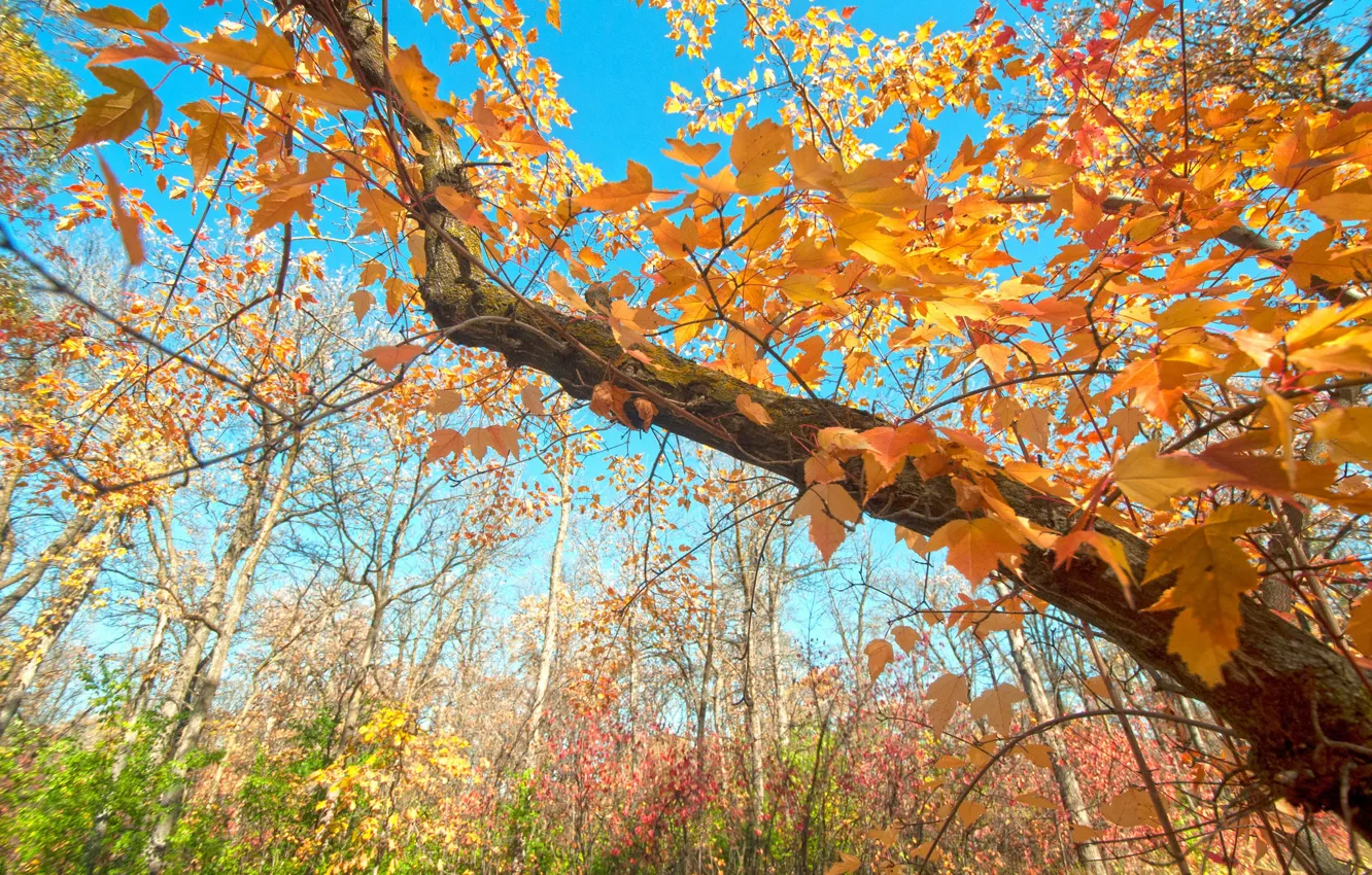 Photo wallpaper autumn, the sky, leaves, branches, tree