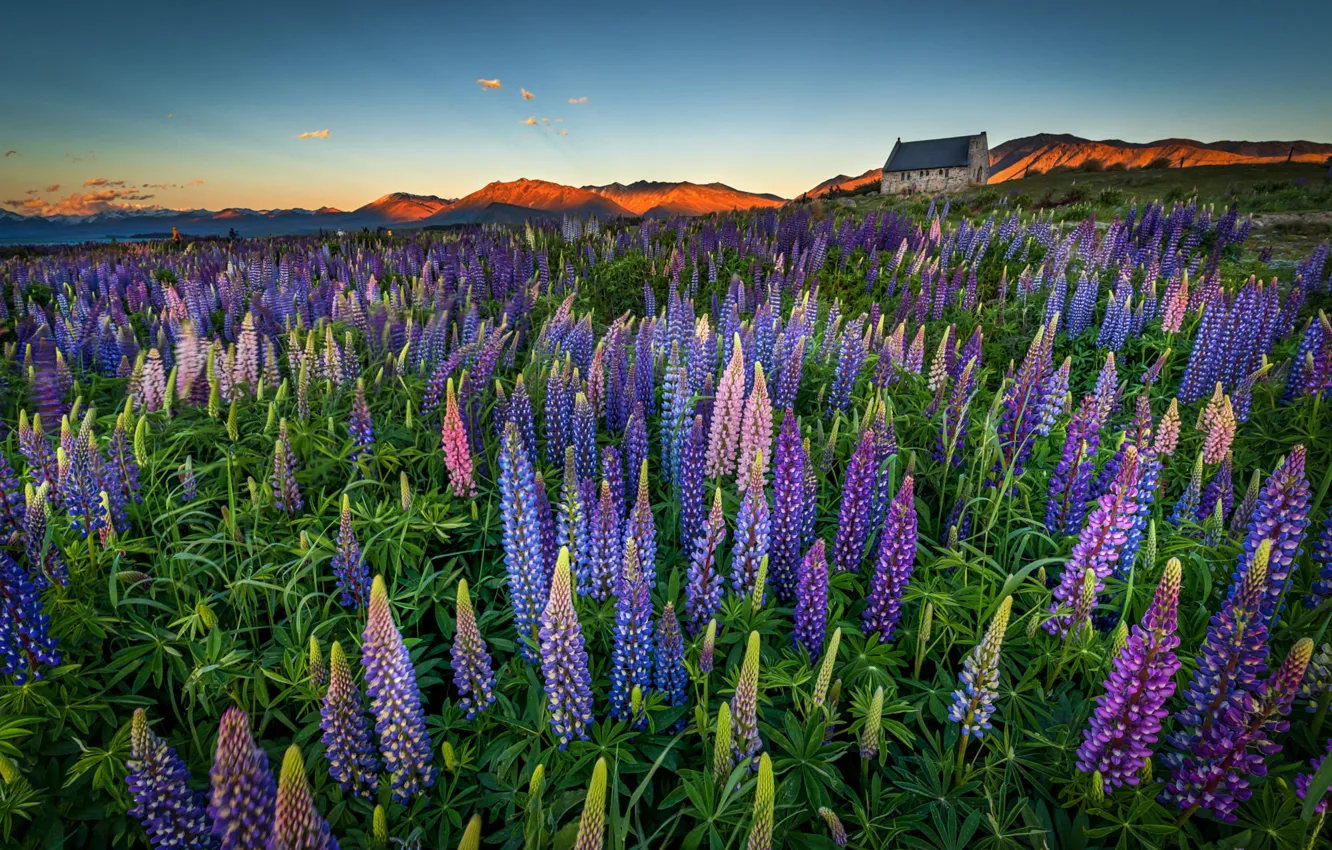 Photo wallpaper greens, field, summer, leaves, light, sunset, flowers, mountains