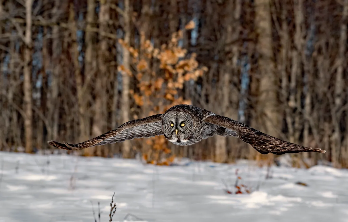 Photo wallpaper winter, forest, snow, trees, flight, nature, owl, bird