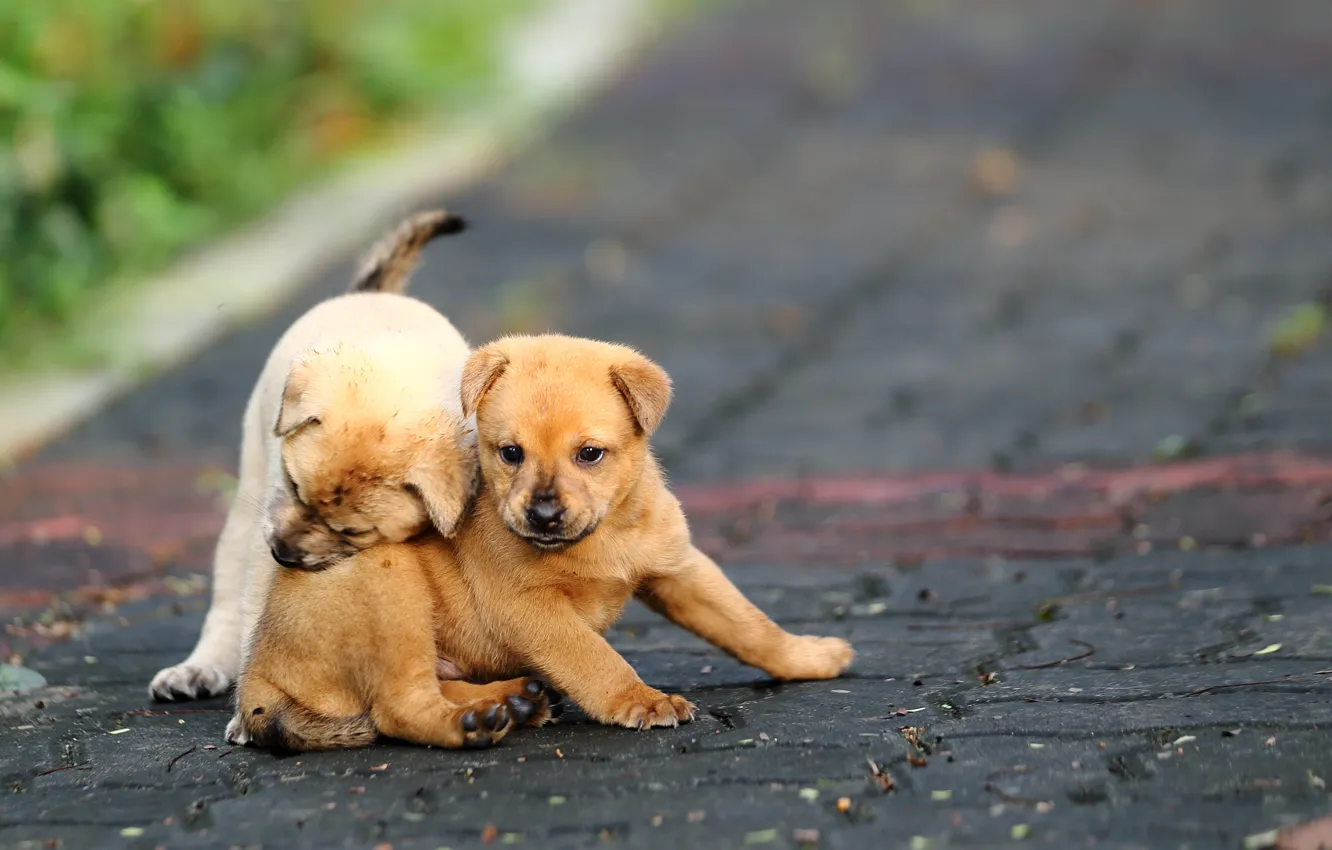 Photo wallpaper road, the game, puppies, funny