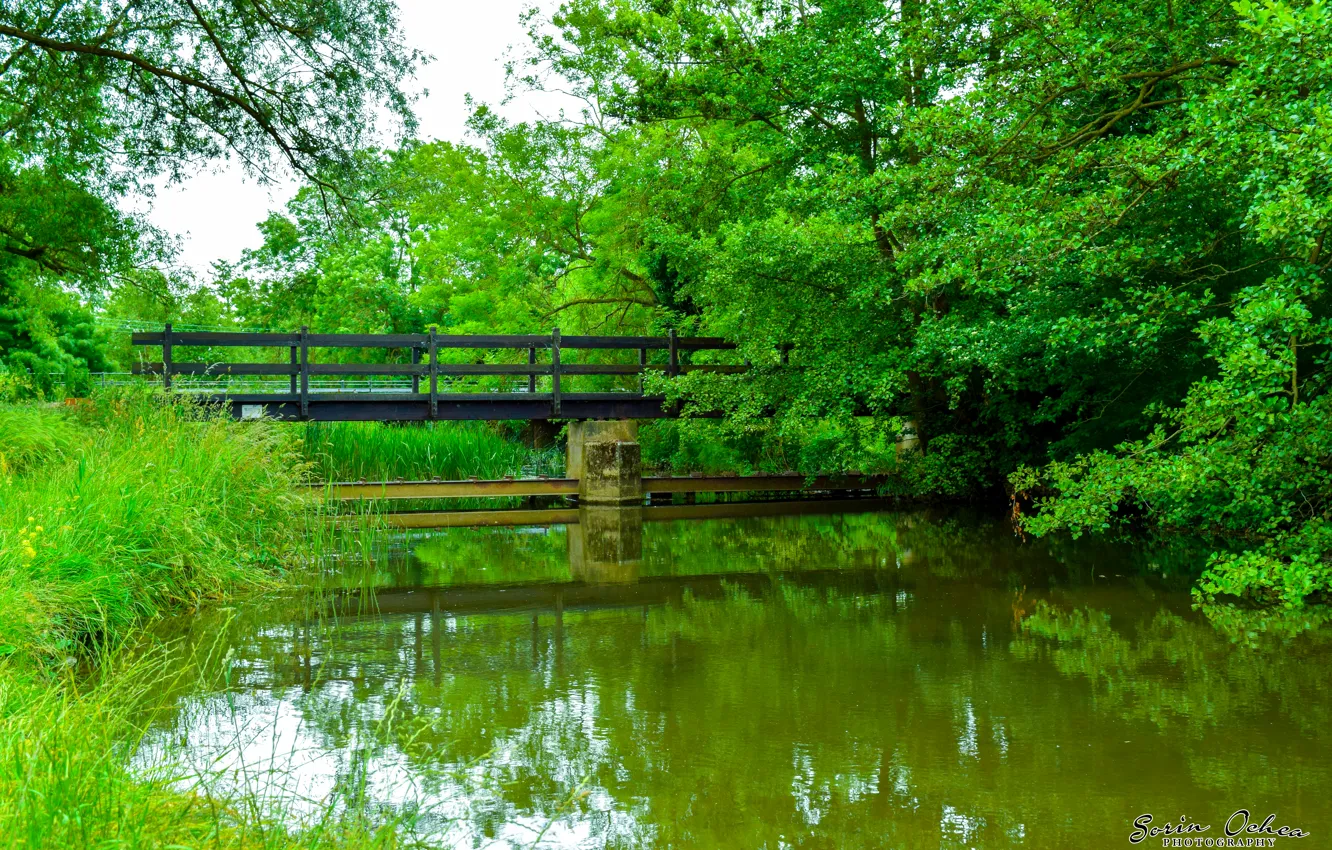 Photo wallpaper dream, forest, magic, landscape, nature, sunset, water, purple