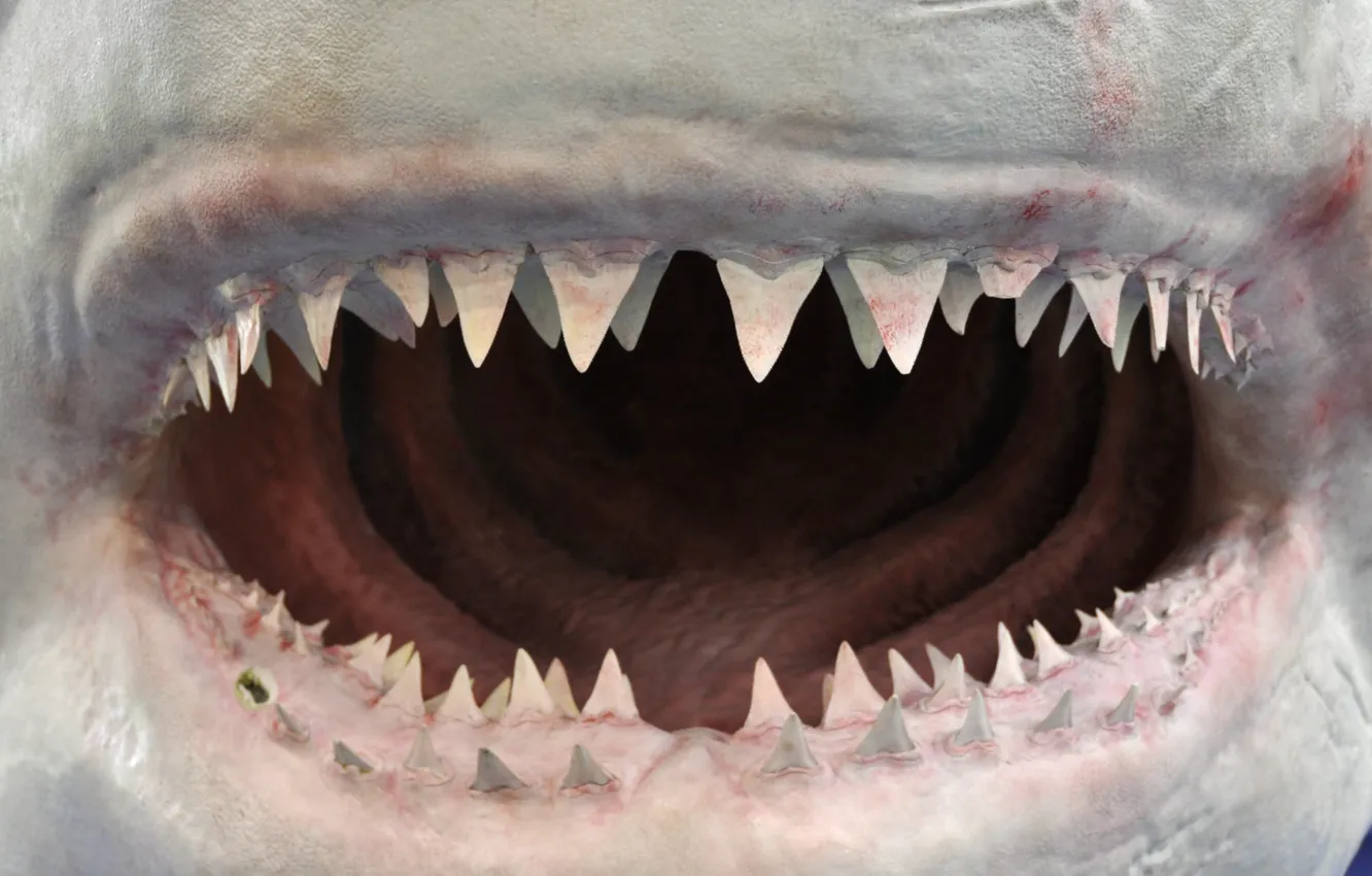 Photo wallpaper shark, jaw, teeth