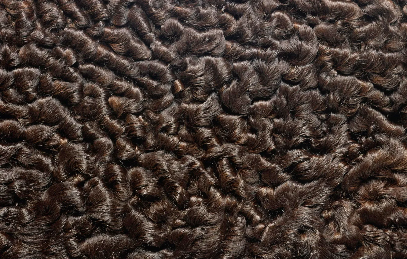 Photo wallpaper texture, fur, animal texture, background desktop