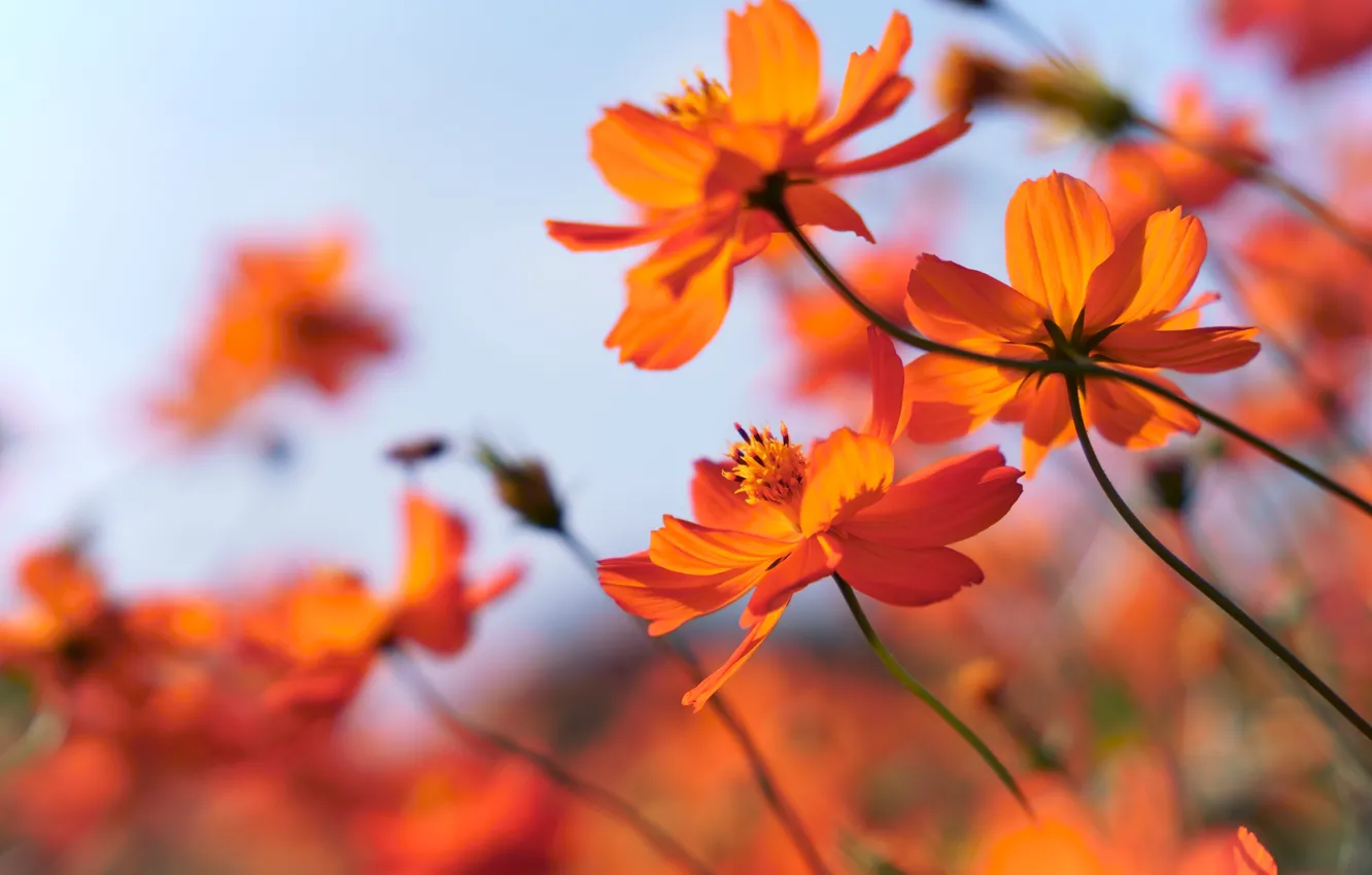 Photo wallpaper flowers, orange, garden, bokeh, cosmos