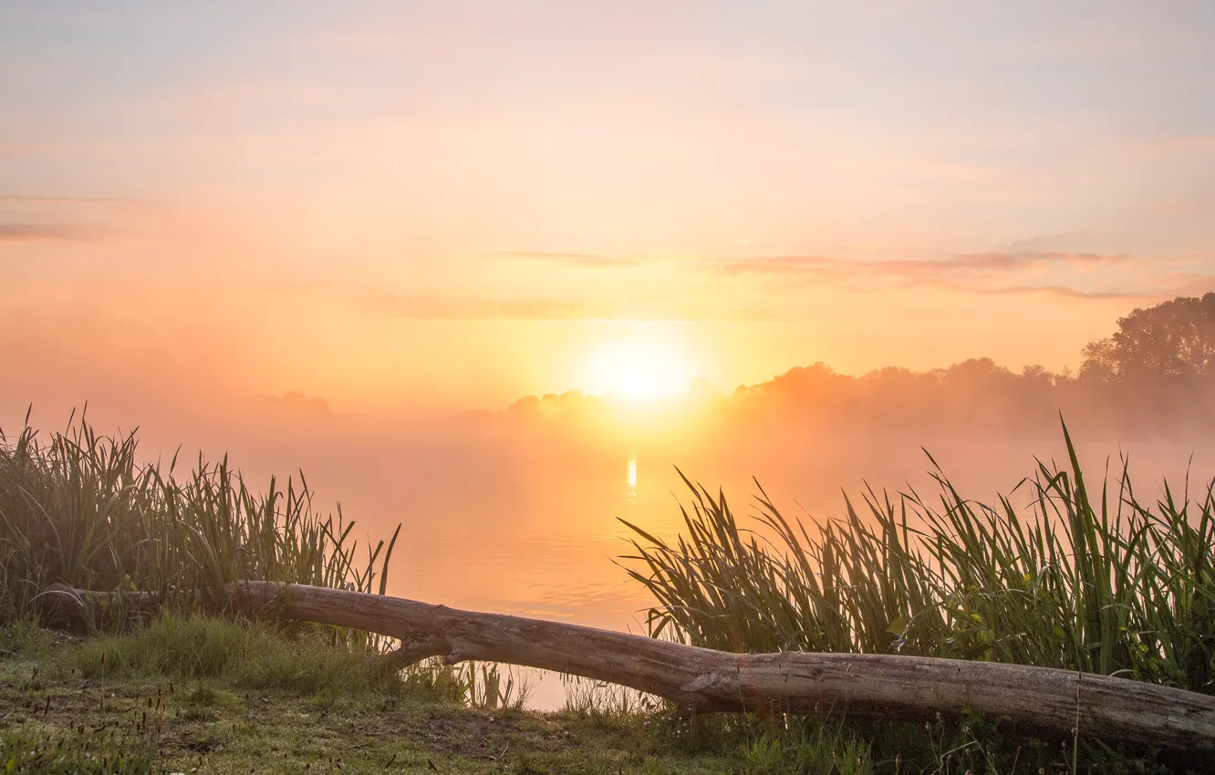 Photo wallpaper summer, the sky, grass, the sun, clouds, rays, light, trees