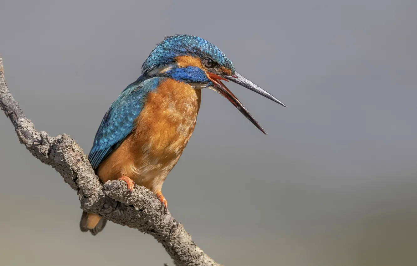Photo wallpaper branches, bird, Kingfisher
