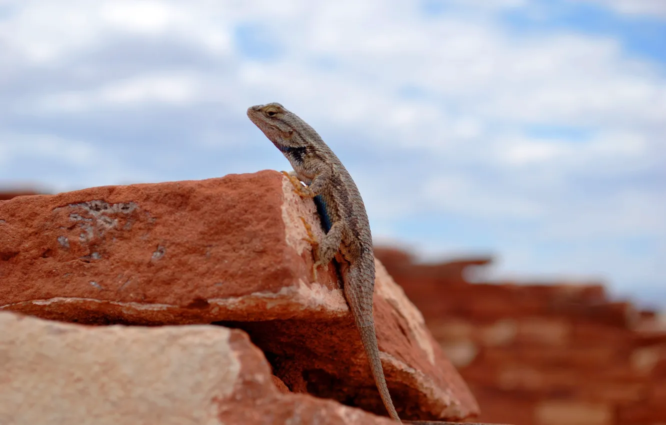Photo wallpaper stones, lizard, Sandstone