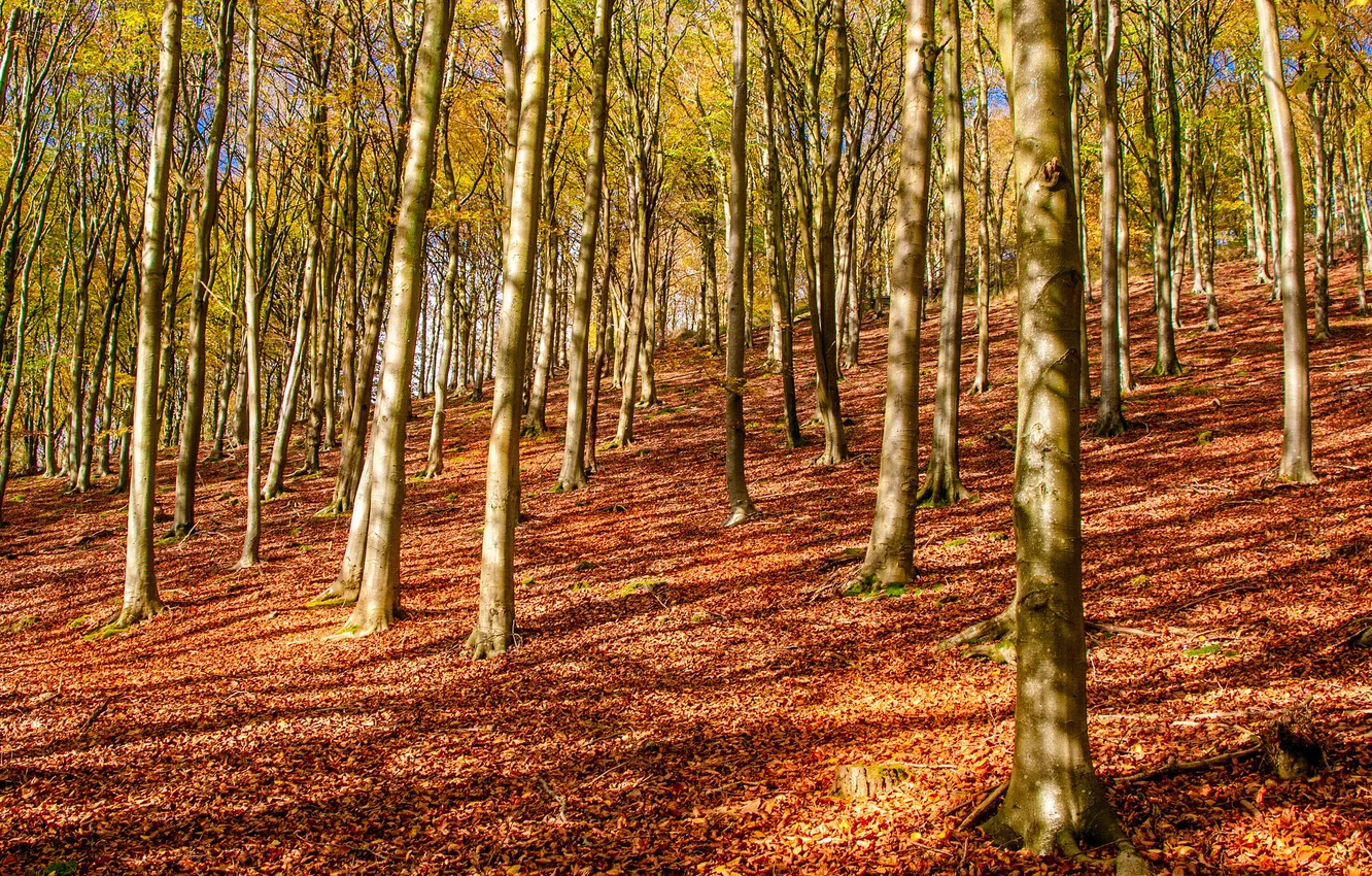Photo wallpaper autumn, forest, trees, slope