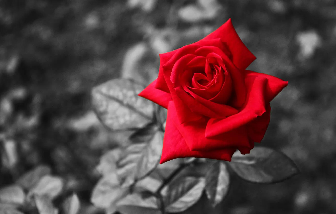 Photo wallpaper background, Wallpaper, roses, petals