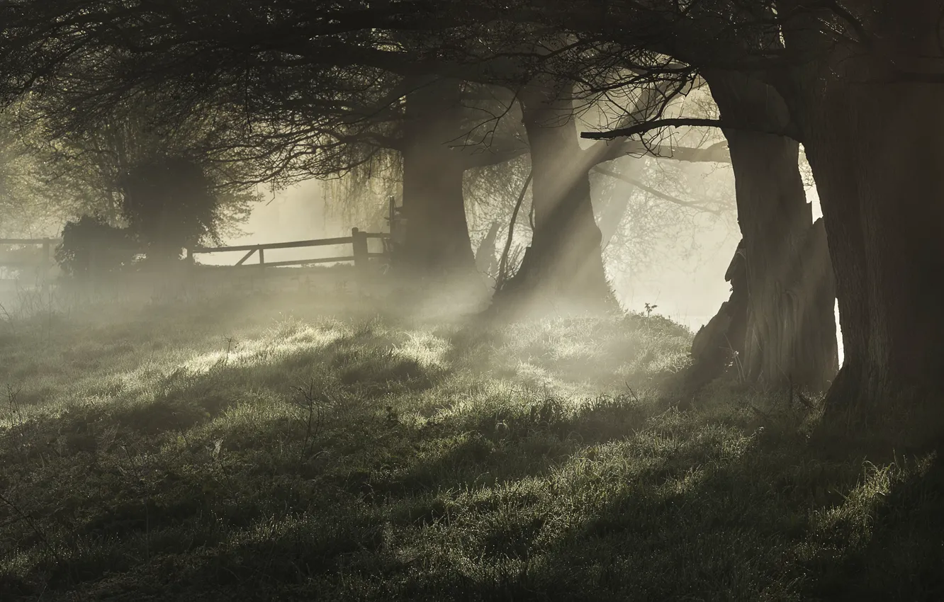 Photo wallpaper trees, fog, Rosa, morning