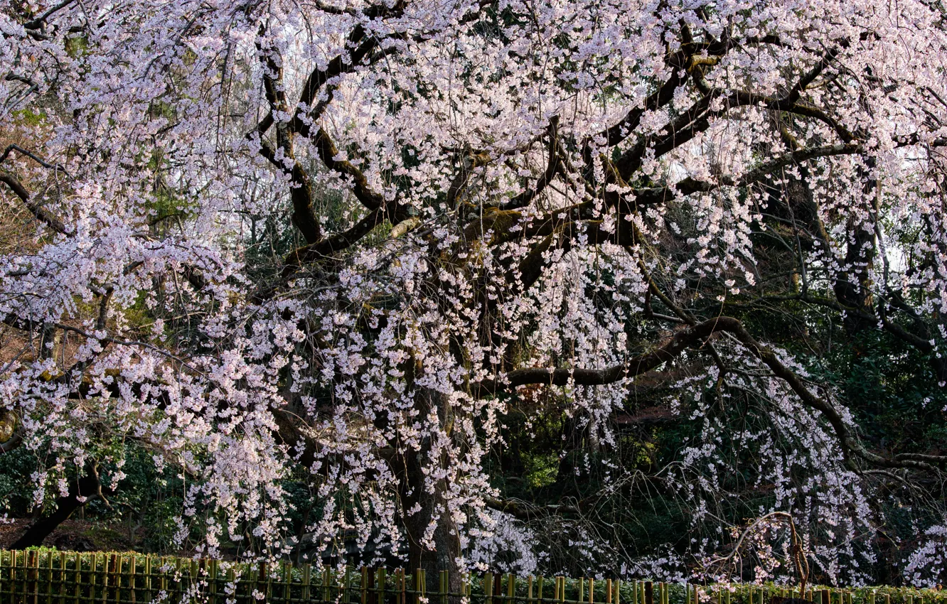 Photo wallpaper Tree, Sakura, Japan, Kyoto, Flowering, Khans