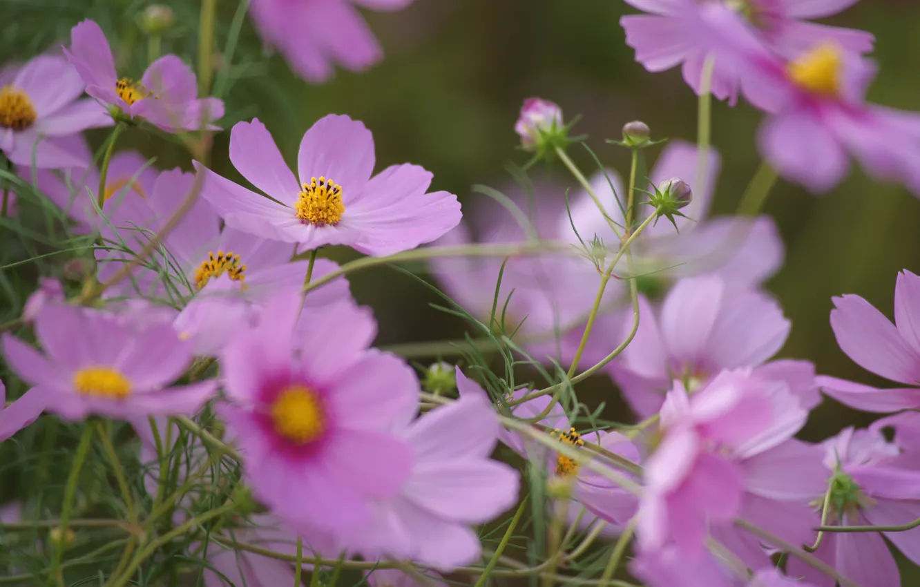Photo wallpaper summer, flowers, pink, field, kosmeya