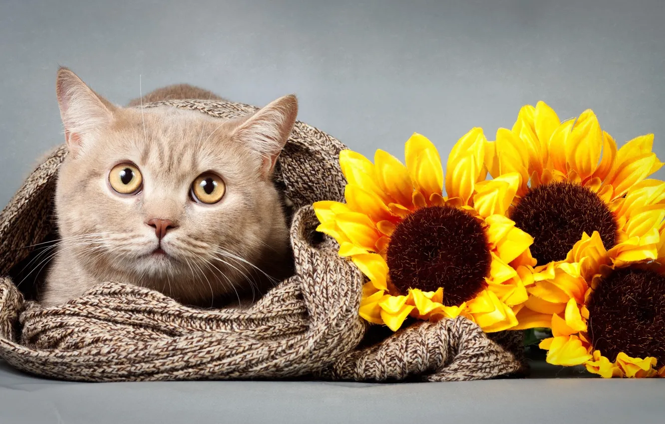 Photo wallpaper cat, look, sunflower