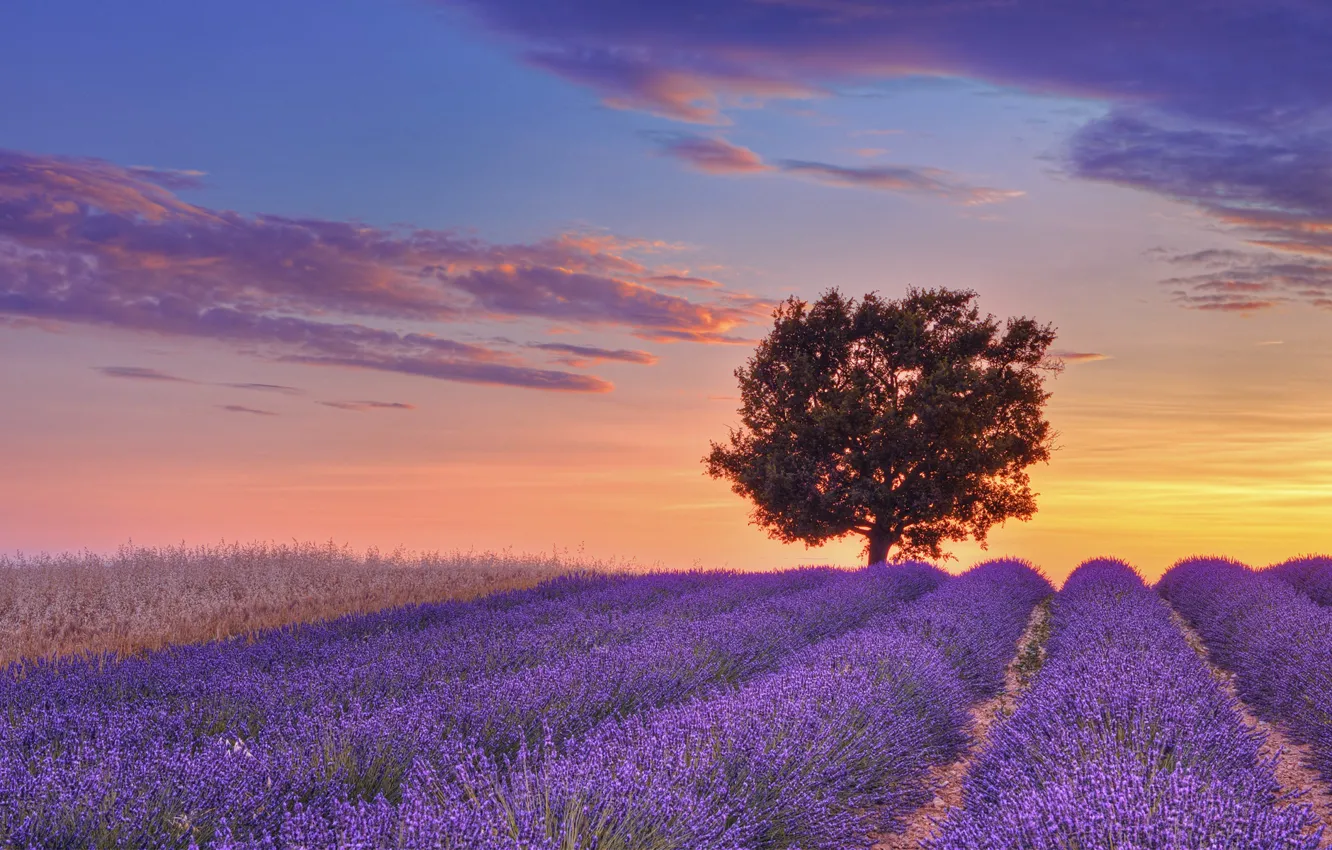 Photo wallpaper field, the sky, clouds, sunset, tree, France, purple, field