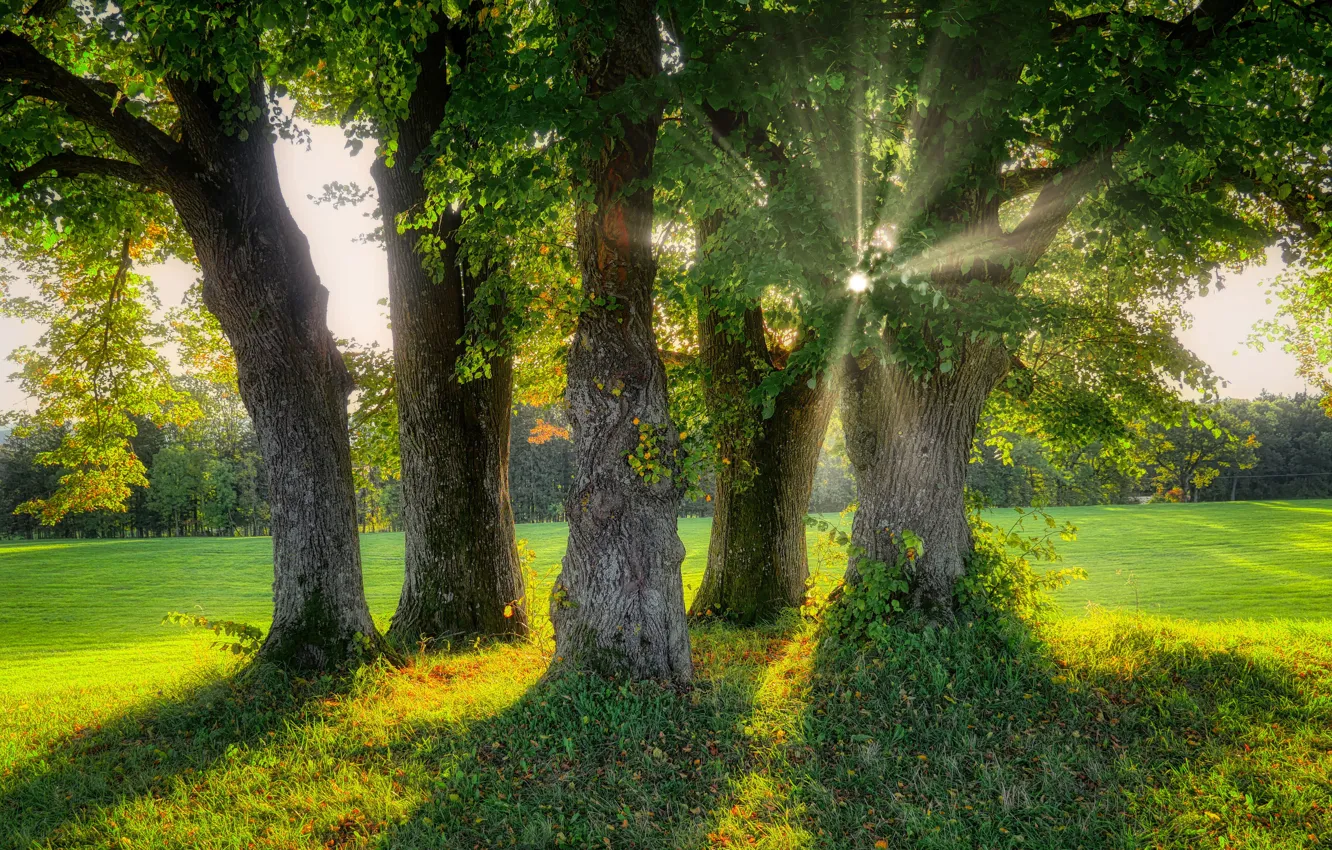 Photo wallpaper greens, field, forest, the sun, rays, light, trees, Park
