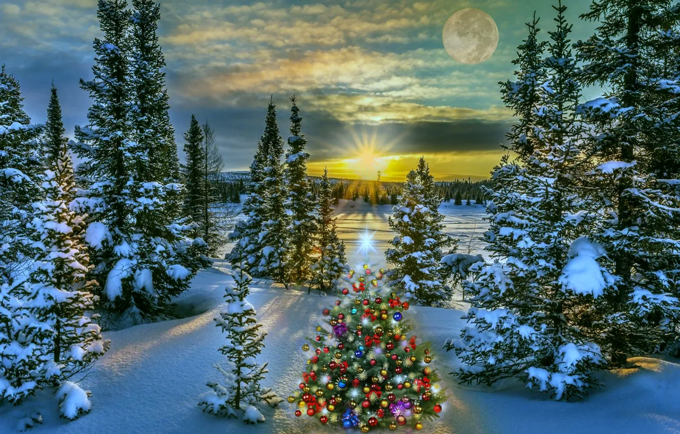 Photo wallpaper forest, new year, spruce, the evening, elegant