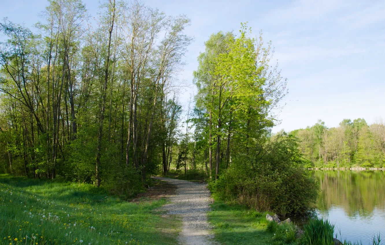 Photo wallpaper grass, trees, lake, green, spring, track, trees, lake
