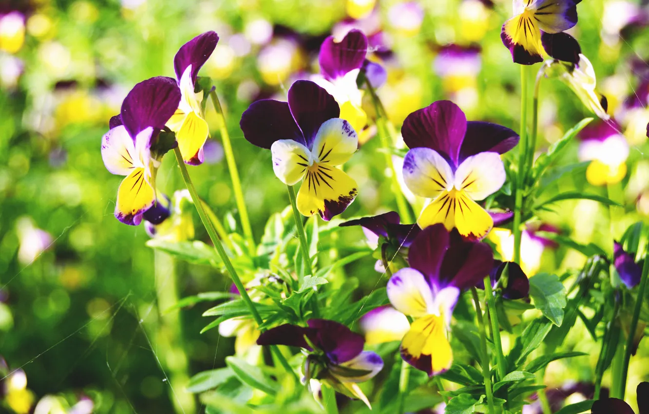 Photo wallpaper web, flowers, macro, summer, violet