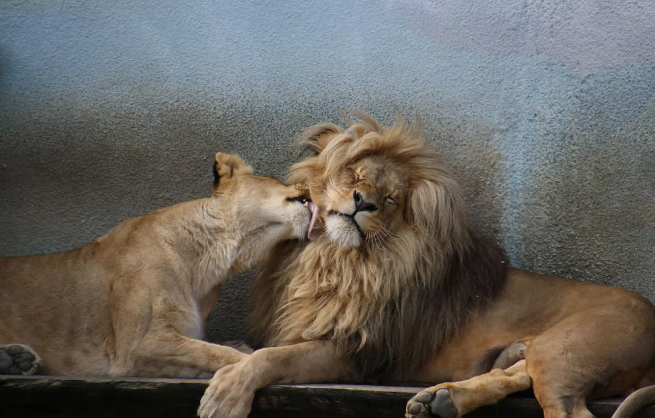 Photo wallpaper love, animal, Africa, Lions, big cats, liones, India.