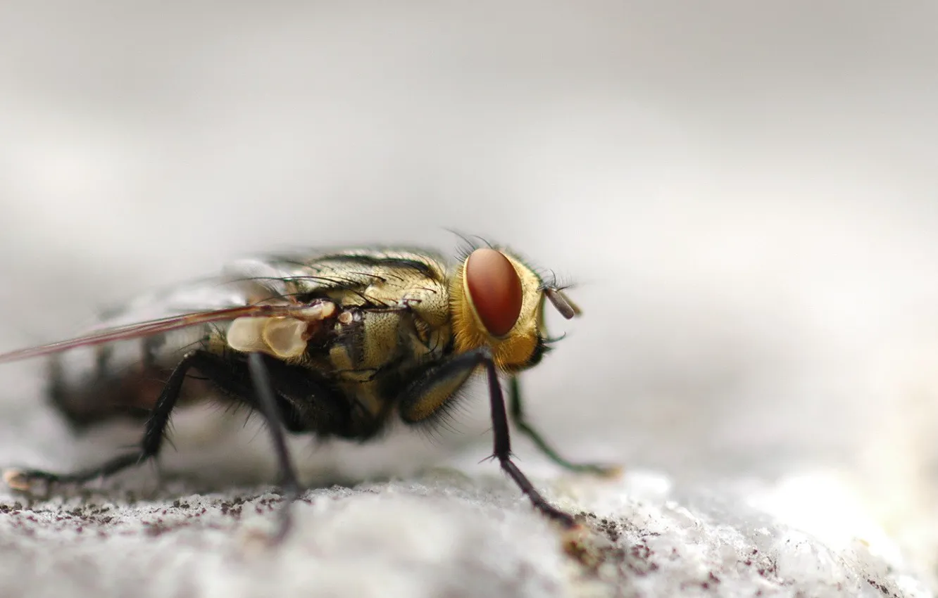 Photo wallpaper fly, macro