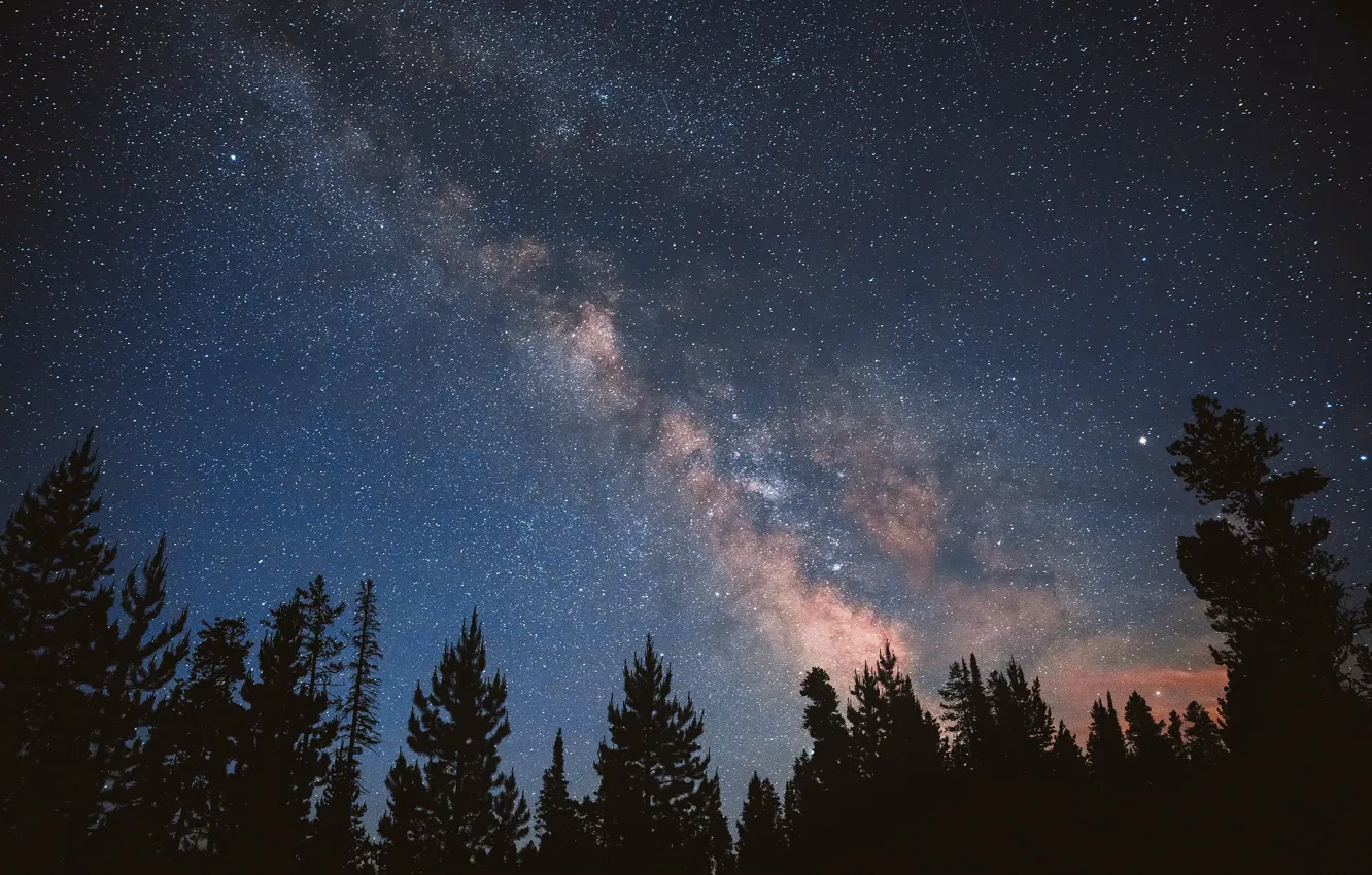 Photo wallpaper forest, the sky, stars, night, the milky way