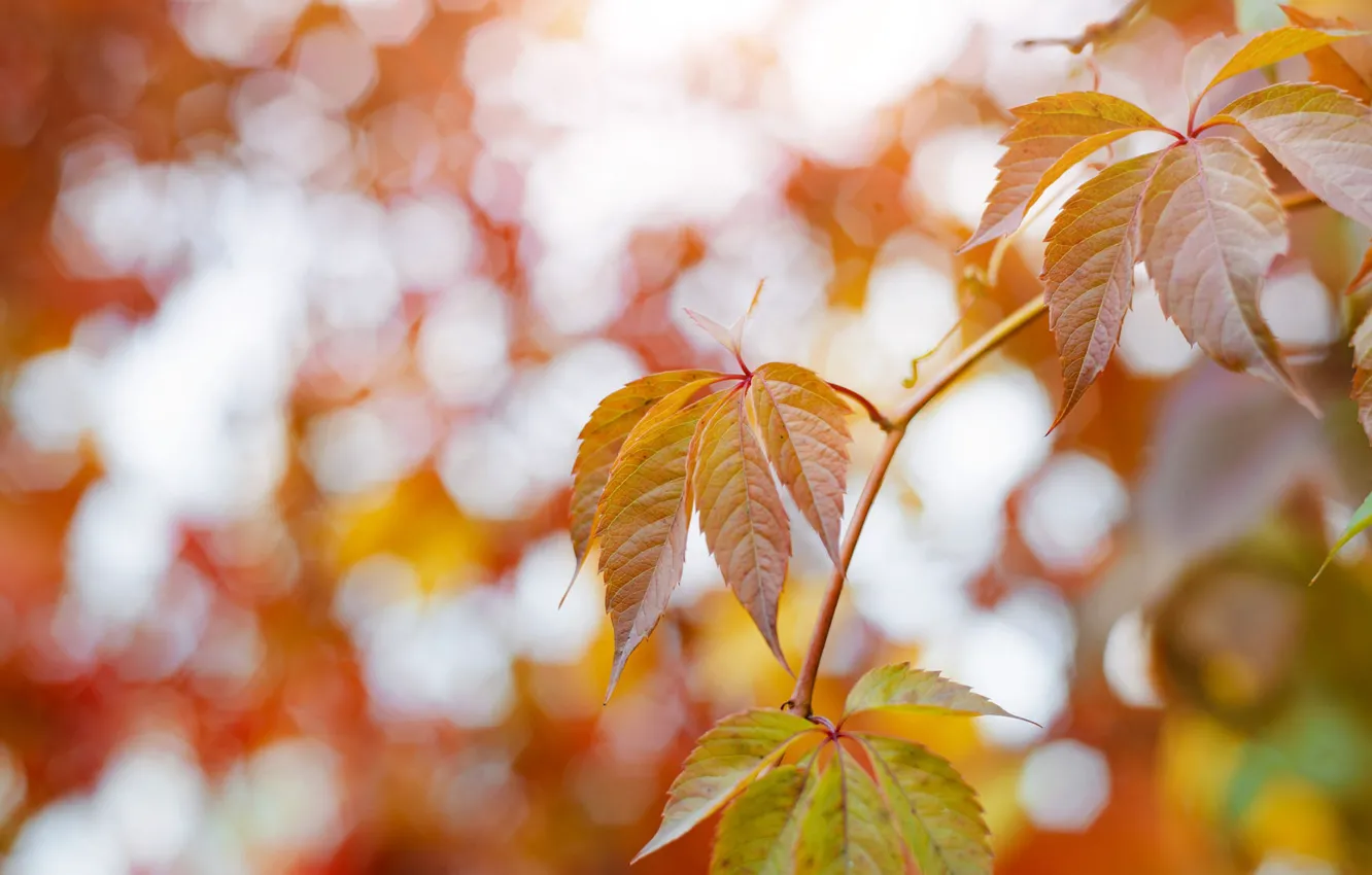 Photo wallpaper autumn, leaves, bokeh, parthenocissus
