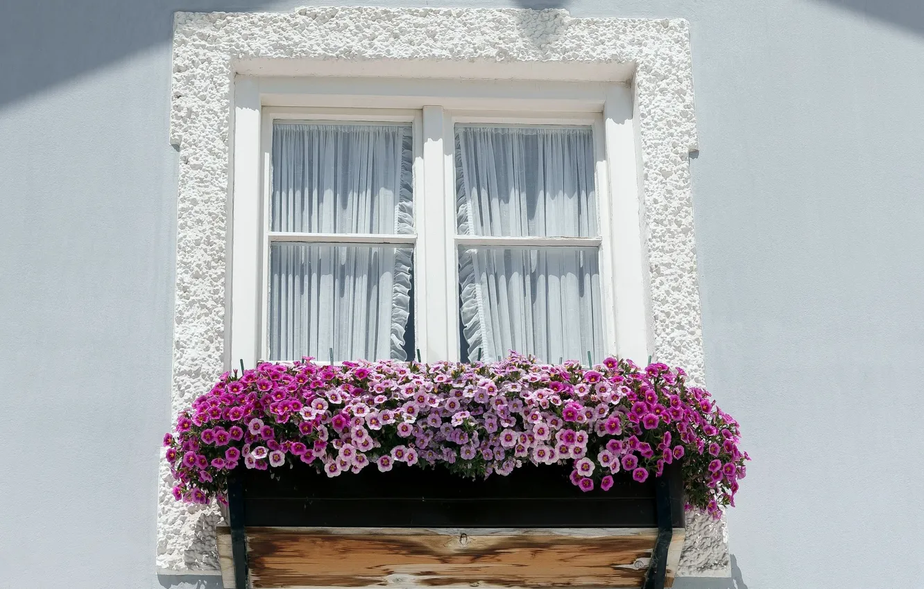 Photo wallpaper wall, window, Petunia