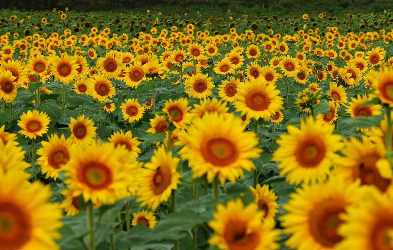 Photo wallpaper field, summer, sunflowers, flowers, yellow, a lot, sunflower, field of sunflowers