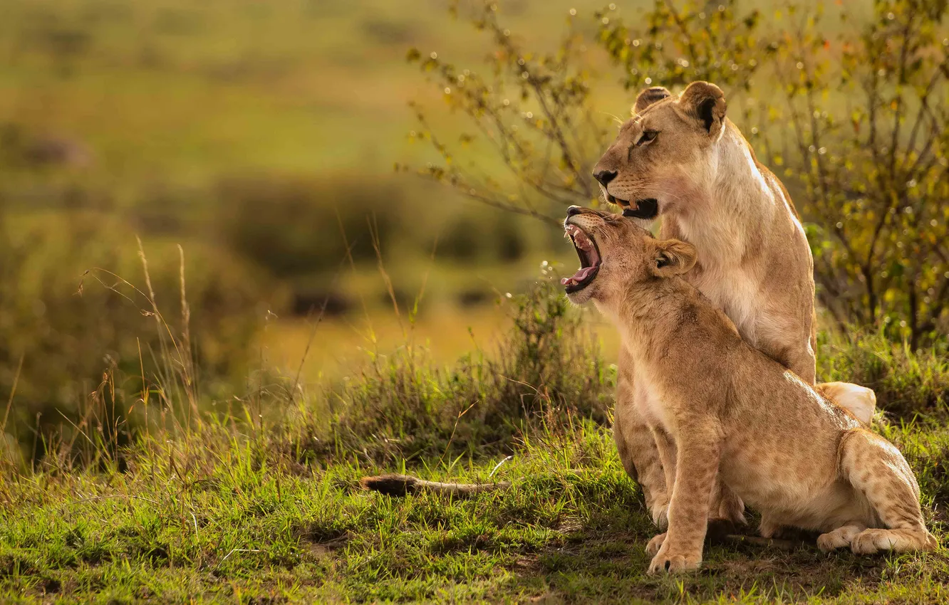 Photo wallpaper field, lioness
