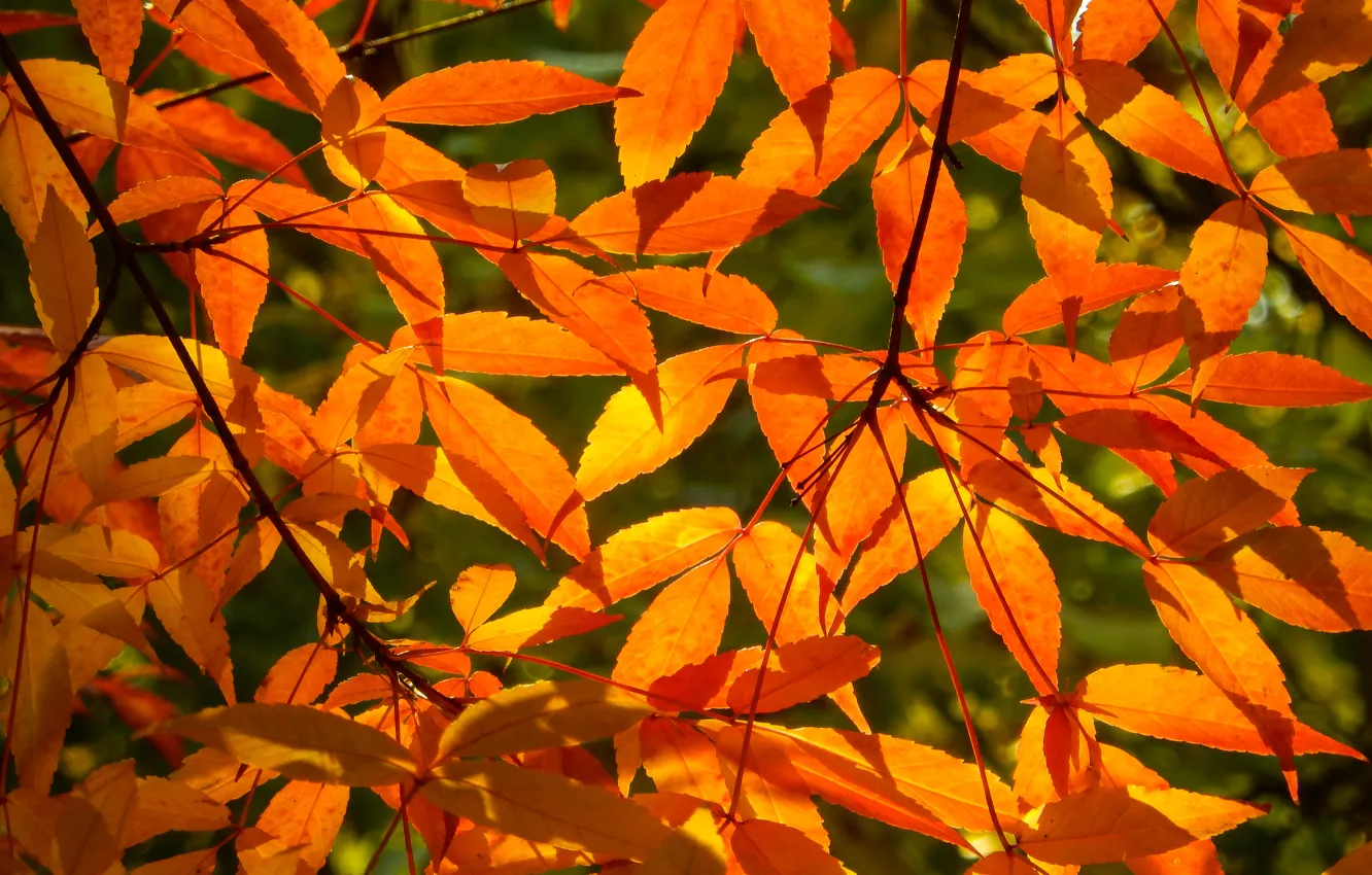 Photo wallpaper autumn, leaves, branches, nature, sheet, widescreen, Wallpaper, branch