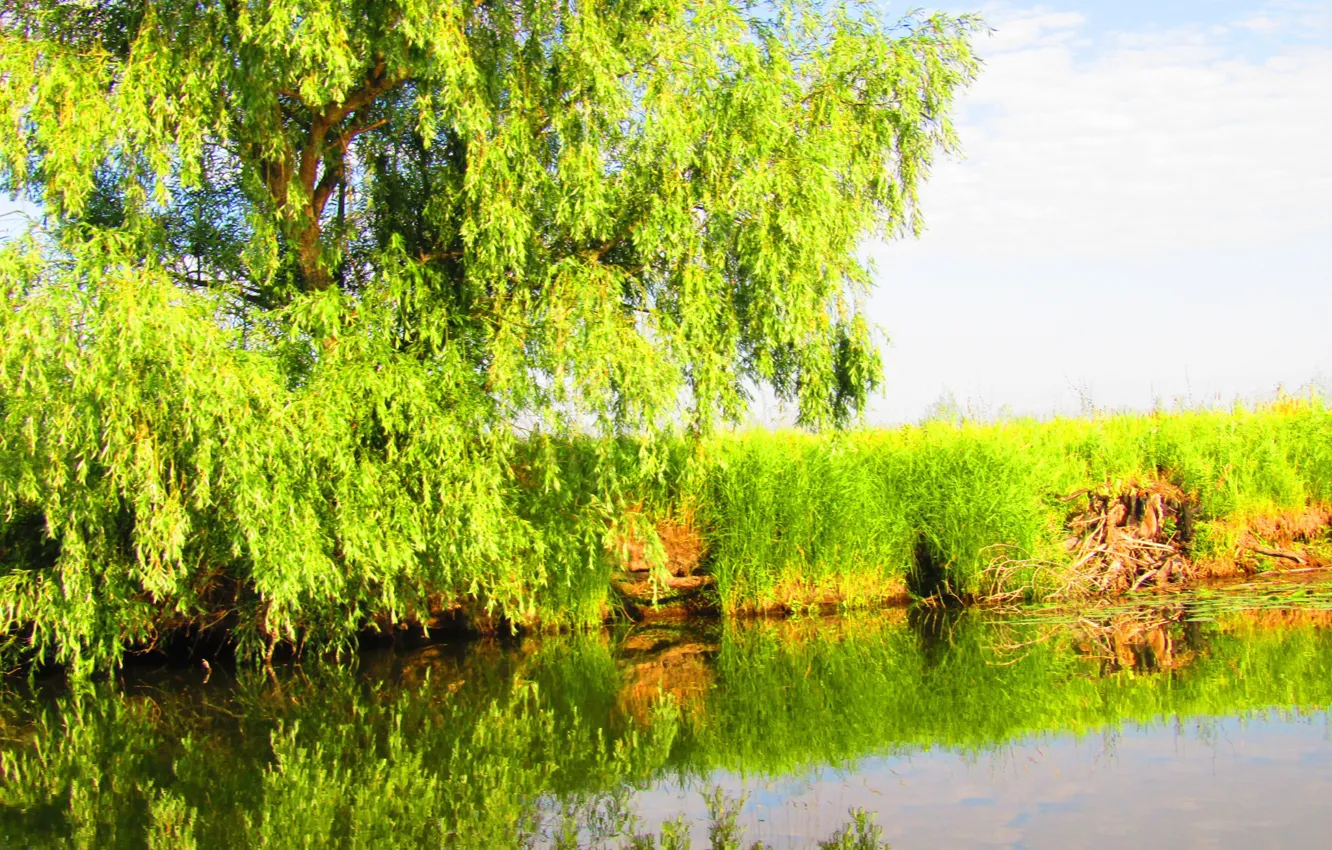 Photo wallpaper greens, the sky, grass, leaves, water, nature, lake, reflection