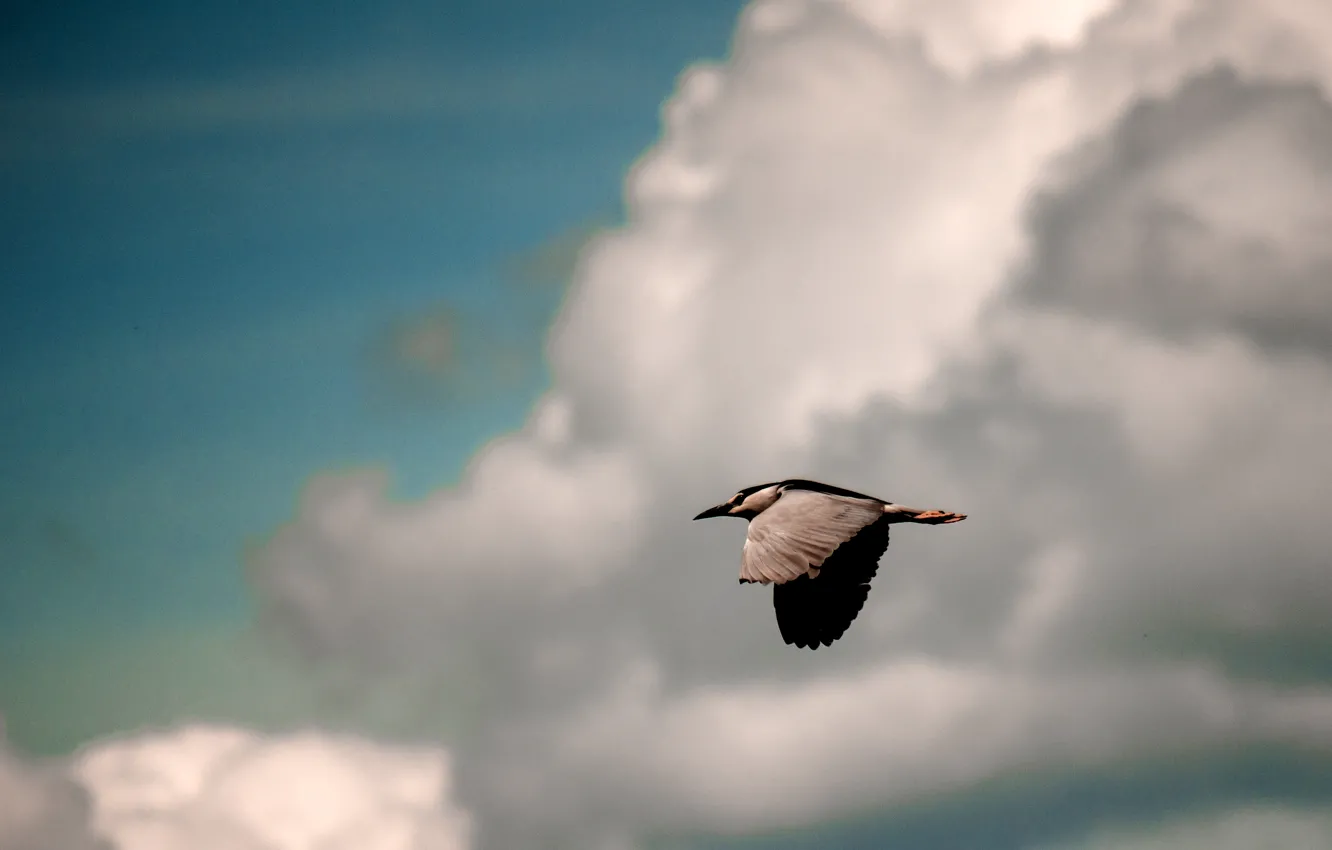 Photo wallpaper the sky, clouds, flight, background, bird