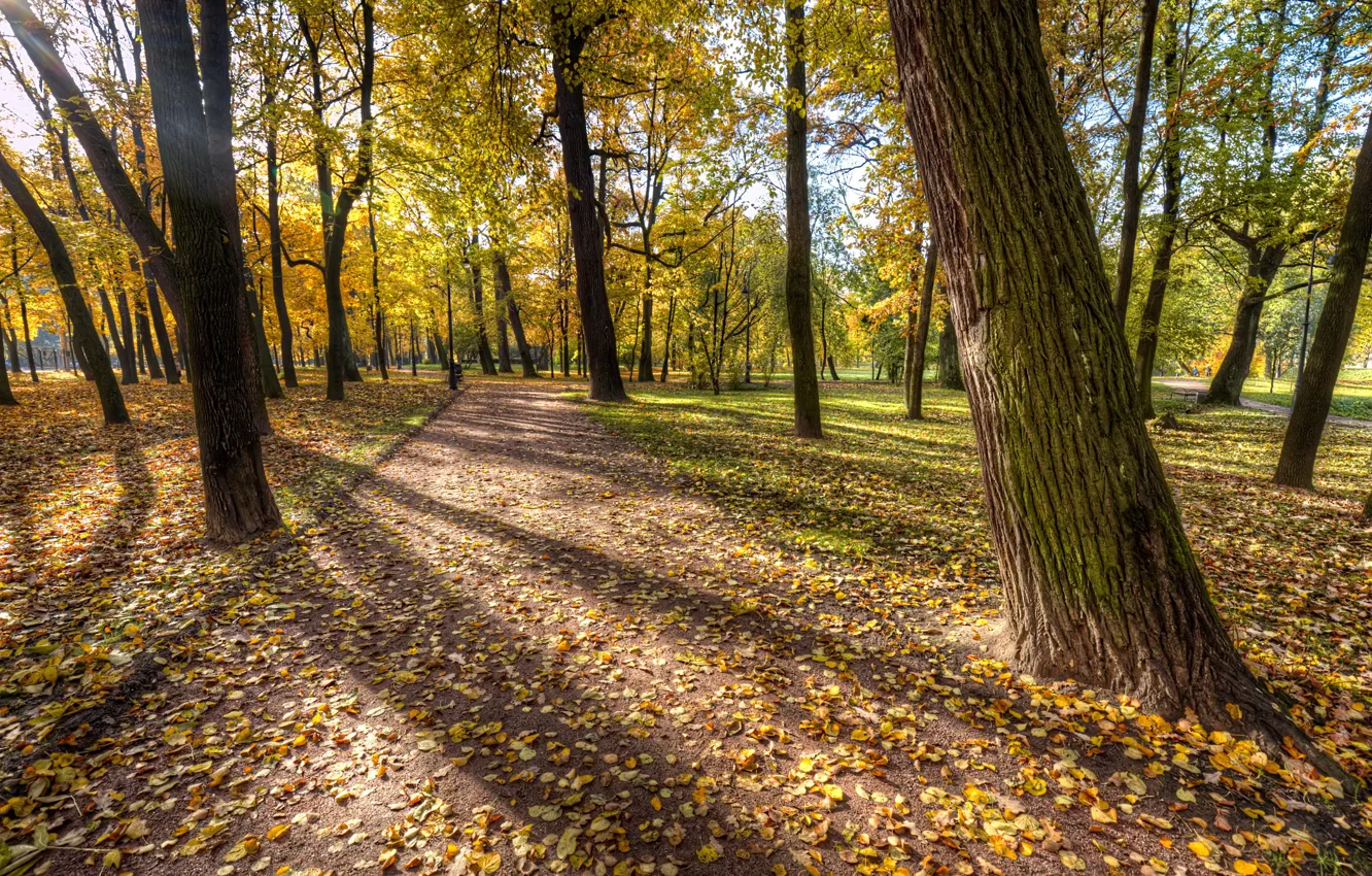 Photo wallpaper road, autumn, Park, photo, Russia, St.-Petersburg