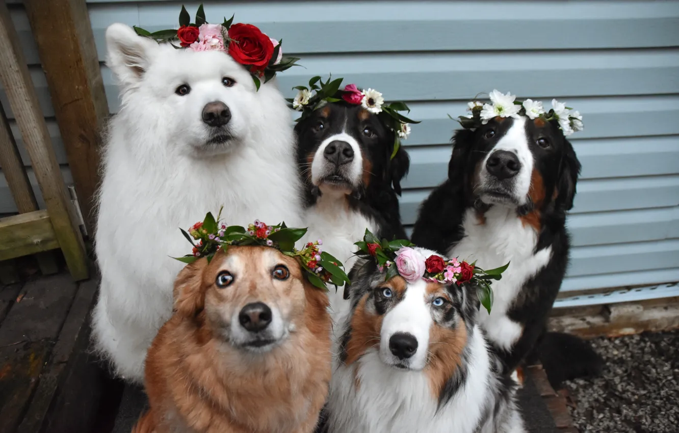 Photo wallpaper dog, look, pose, face, Samoyed