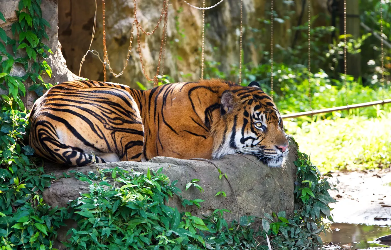 Photo wallpaper cat, grass, tiger, stay, stone, Sumatran