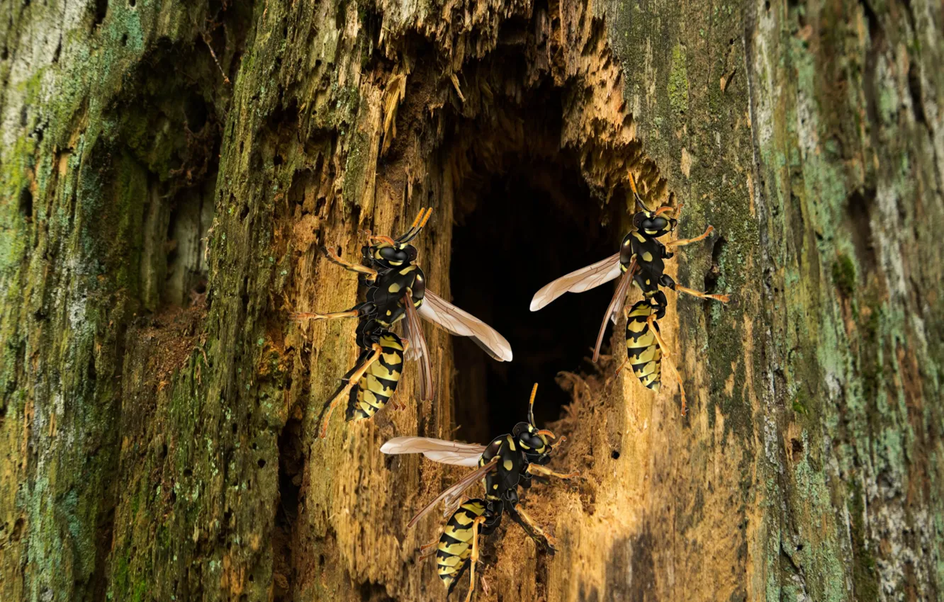 Photo wallpaper forest, nature, insect, Wasp, Log