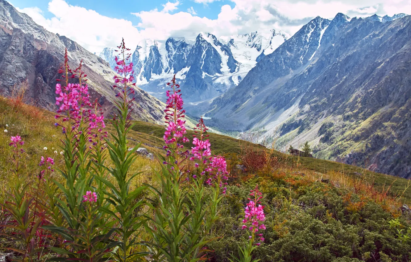 Photo wallpaper field, flowers, mountains, tops, meadow, Russia, Russia, landscape