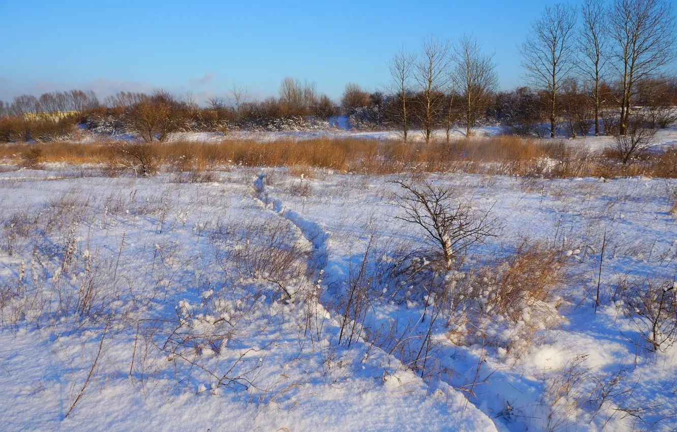 Photo wallpaper white, field, winter, snow, cold, meadow