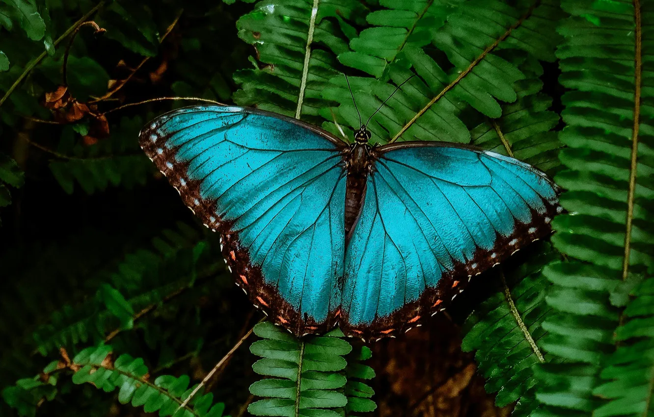 Photo wallpaper leaves, microsemi, butterfly, wings, insect, beautiful, closeup